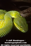 Popesą Pit Viper pictures