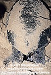 Green Sea Turtle pictures