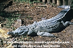 Orinoco Crocodile images