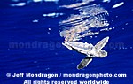 Baby Loggerhead Turtle pictures