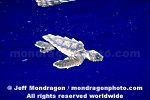 Baby Loggerhead Turtle pictures