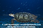 Hawksbill Sea Turtle images