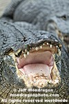American Alligator pictures