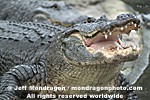 American Alligator pictures