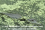 American Alligator photos