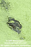 American Alligator pictures