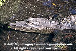American Alligator images