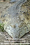 Orinoco Crocodile photos