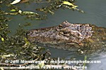 Broad-Snouted Caiman pictures