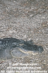 American Alligator photos