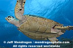 Hawksbill Sea Turtle images