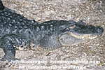 American Alligator photos