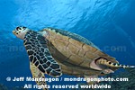 Hawksbill Sea Turtle images