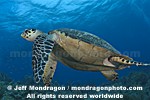 Hawksbill Sea Turtle photos