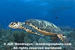 Hawksbill Sea Turtle pictures
