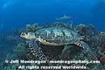 Hawksbill Sea Turtle images