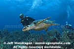 Hawksbill Sea Turtle photos