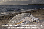 Green Sea Turtle pictures