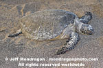 Green Sea Turtle images