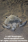 Green Sea Turtle pictures