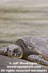 Green Sea Turtle pictures