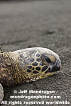 Green Sea Turtle photos