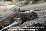 Green Sea Turtle photos