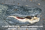 American Alligator pictures