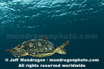 Hawksbill Sea Turtle photos