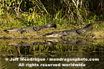American Alligators images
