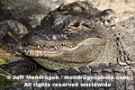 American Alligators photos