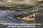American Alligators pictures