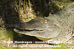 American Crocodile photos