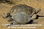 Galapagos Tortoise pictures