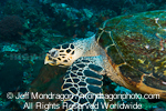 Green Sea Turtle pictures