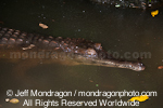 Slender-snouted crocodile photos