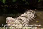 Saltwater Crocodile photos