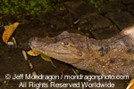 African dwarf crocodile photos