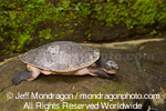 River Terrapin images