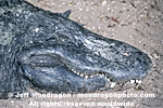 American Alligator images