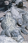 American Alligator photos