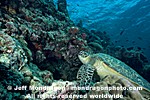 Green Sea Turtle pictures
