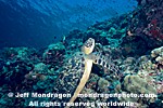 Green Sea Turtle images