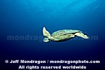 Green Sea Turtle photos