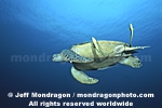 Green Sea Turtle images