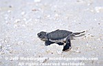 Baby Green Sea Turtle photos