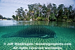 Manatee  pictures