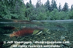 Sockeye Salmon pictures