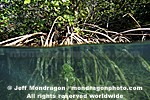 Mangrove Ecosystem/Community photos