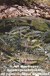 Chum Salmon pictures